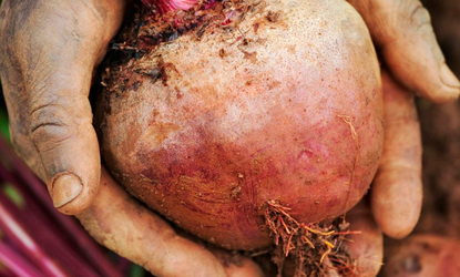 RSA Food, Farming and Countryside Commission