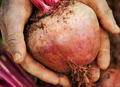 RSA Food, Farming and Countryside Commission