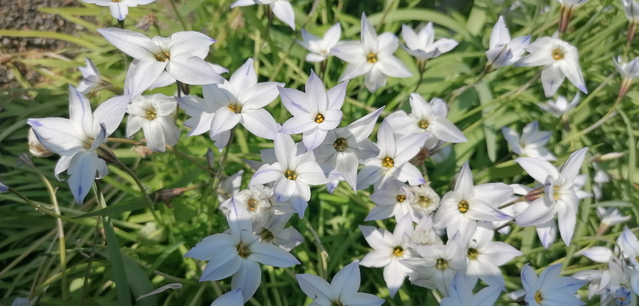 White flowers in a grassy field